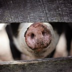 Koldioxidbedövningen av gris fortsätter trots stora brister